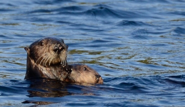 sea otters