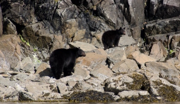 bears onshore
